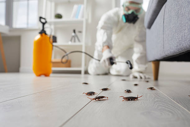 Commercial Kitchen Cockroach Control in Cotulla